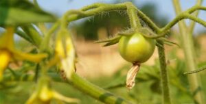 Maraîchage et espaces verts – La Boite d'à Côté à Bléré